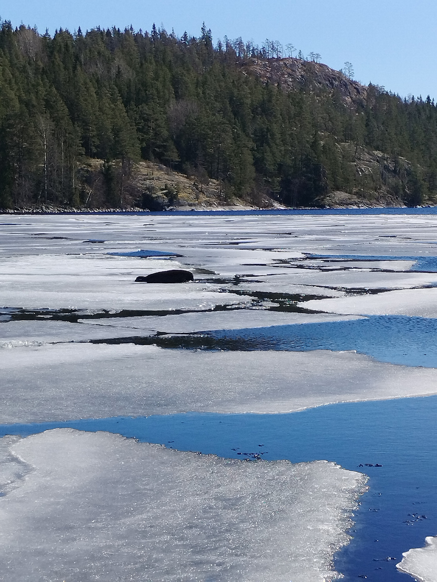 Ладожские шхеры. Нерпа. Автор фото Шарыкина Ирина. 