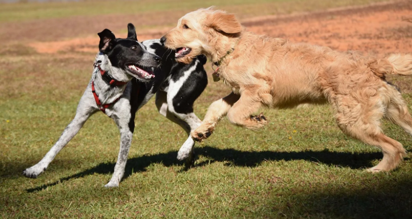 Фото с сайта flectone.ru