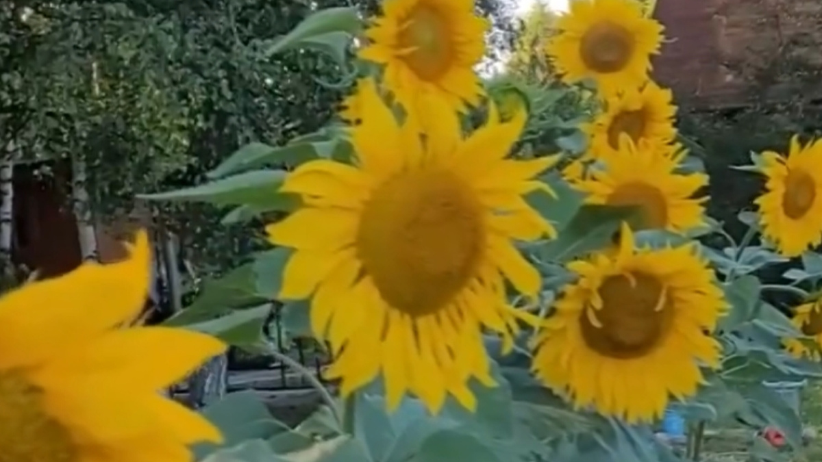 Подсолнухи