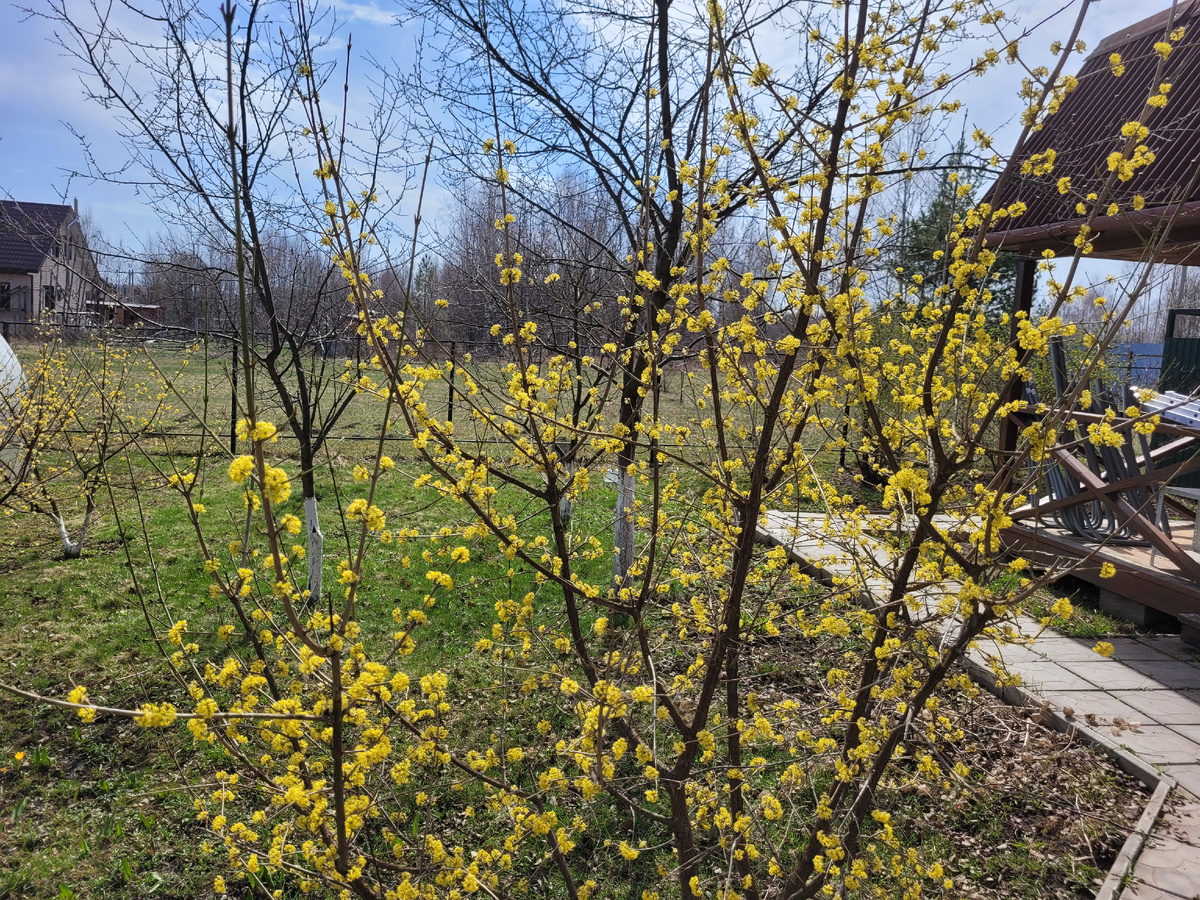 Цветущий кизил