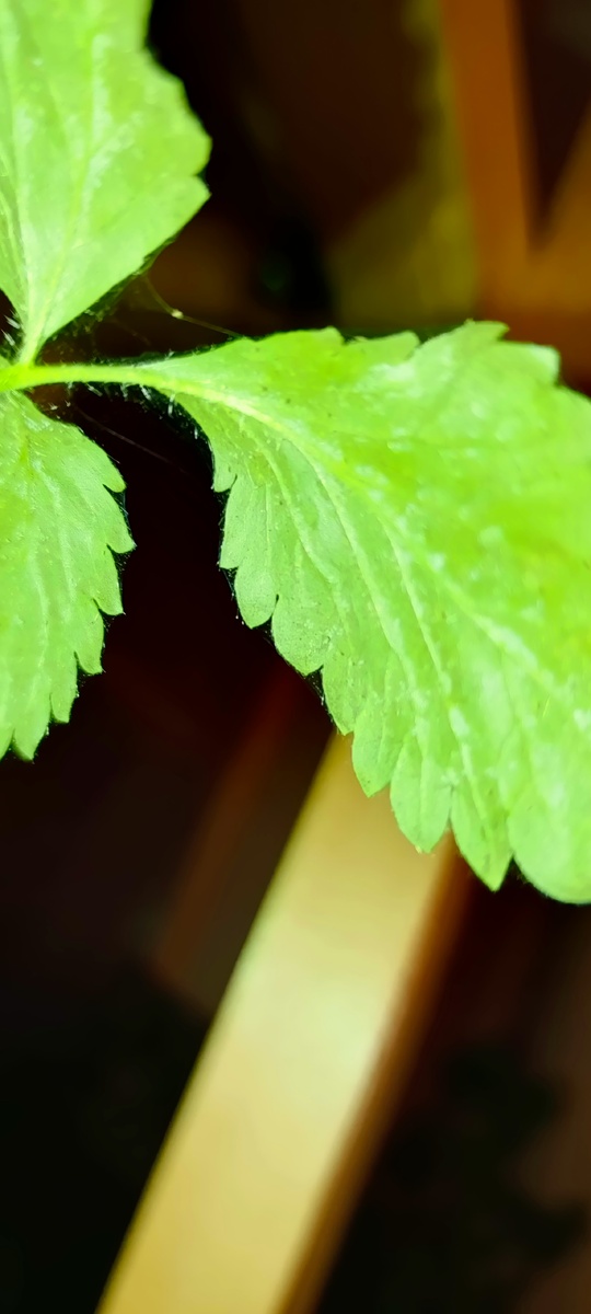 Враг обнаружен