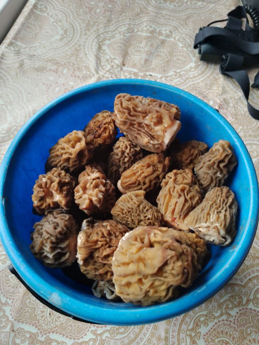    Сморчки в Алтайском крае. Источник: "Грибы и грибники Алтайского края"