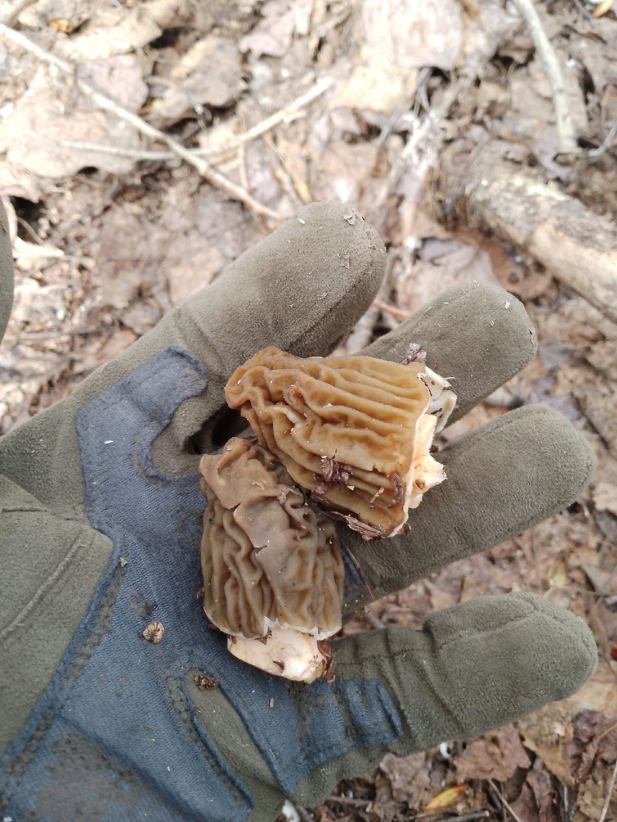    Сморчки в Алтайском крае. Источник: "Грибы и грибники Алтайского края"