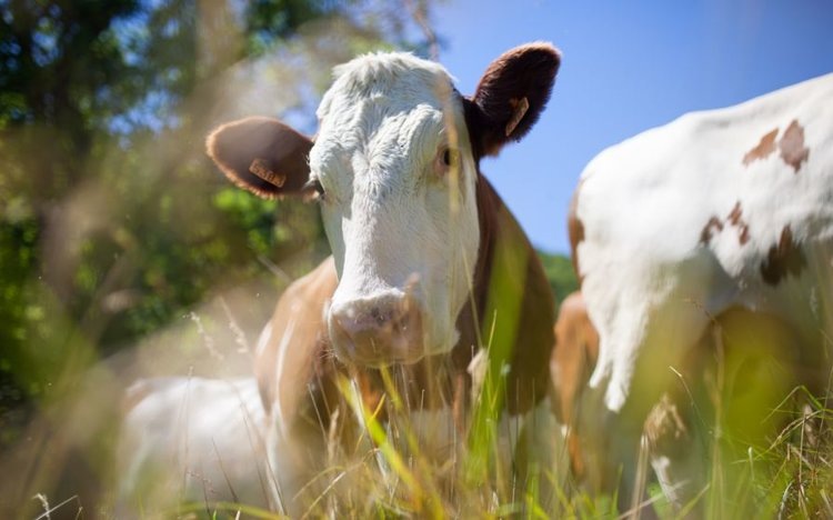    5 вспышка ящура на животноводческом предприятии в Венгрии