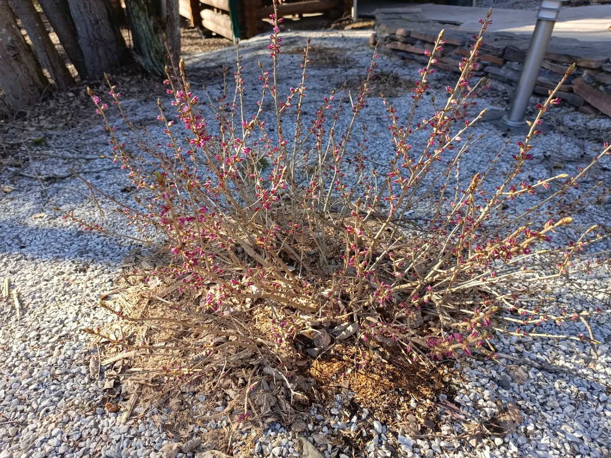    Зацветает волчье лыко у беседки в заповеднике «Кивач». 17.04.2025.   
Автор фото: Светлана Милевская, экскурсовод заповедника «Кивач»