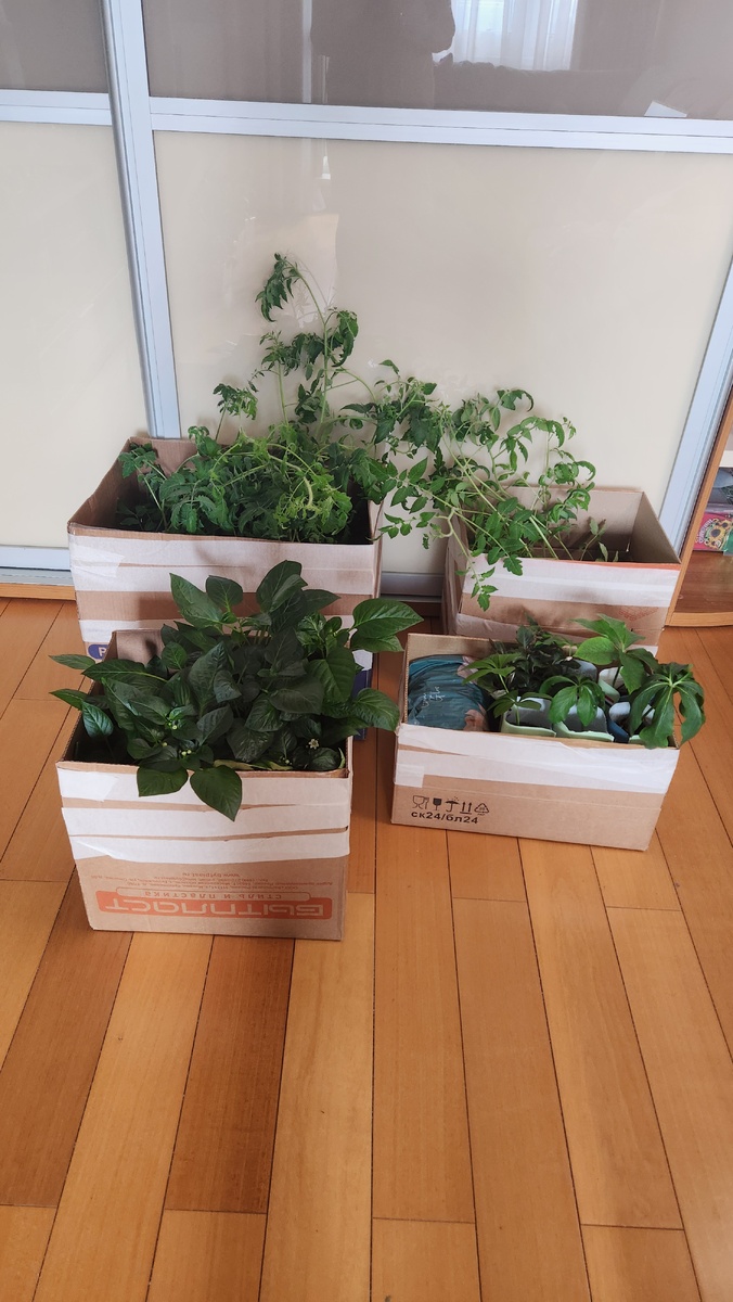 Уложила в коробки перец и томаты переростки.