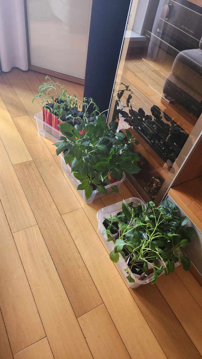 Это георгины,перец и томаты верхушки вроде прежились. (Это у самых высоких томатов обрезала  верхушки)