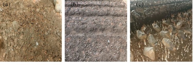    Тепличные сморчки и их выращивание по китайской технологии