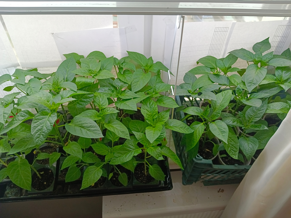 Перцы 18 апреля 2025год