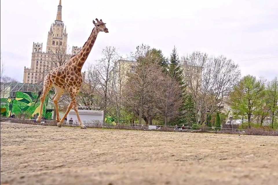    Жираф Липа в Московском зоопарке вышла в летний вольер Московский зоопарк