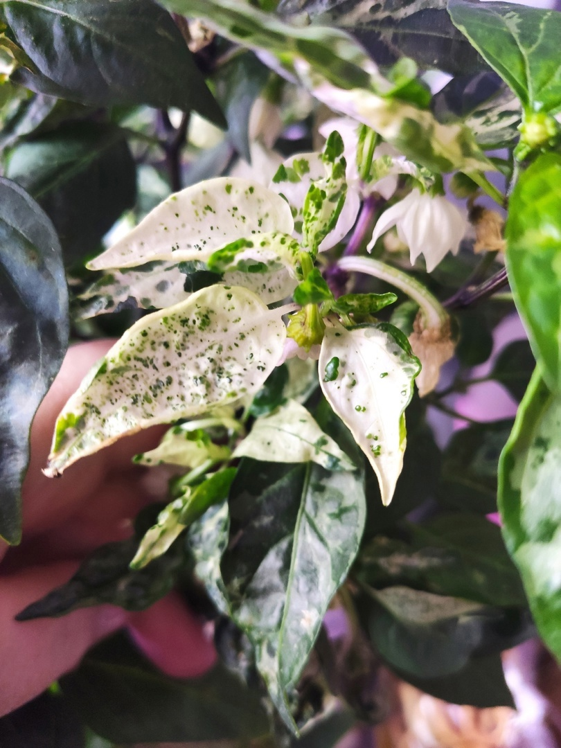 На фото перец Mattapeno