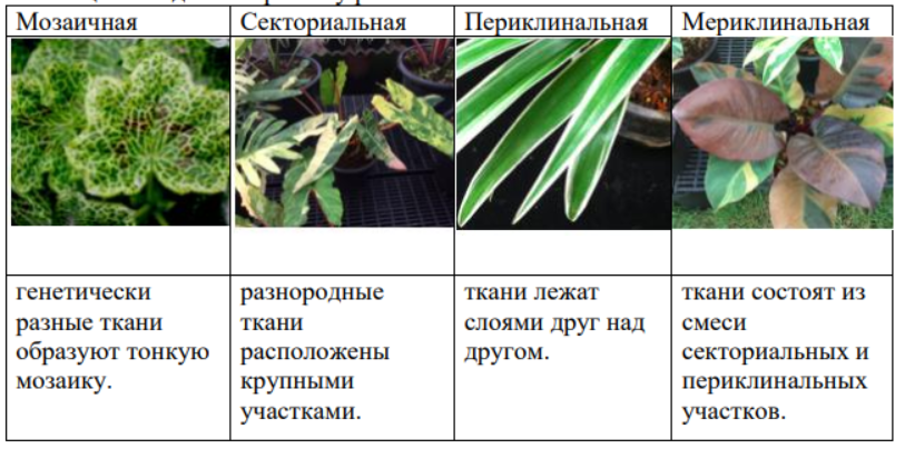 Очень красивые виды химеризма