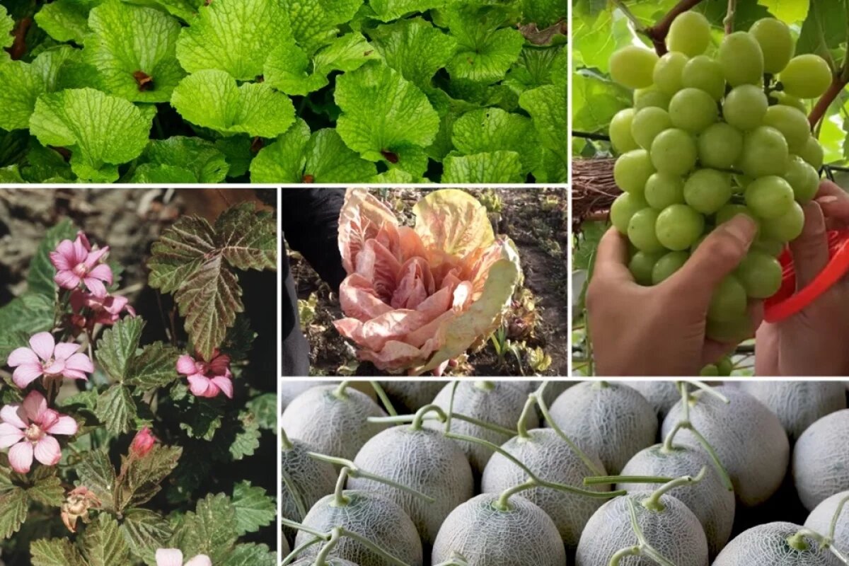    Топ-5 самых дорогих съедобных растений.