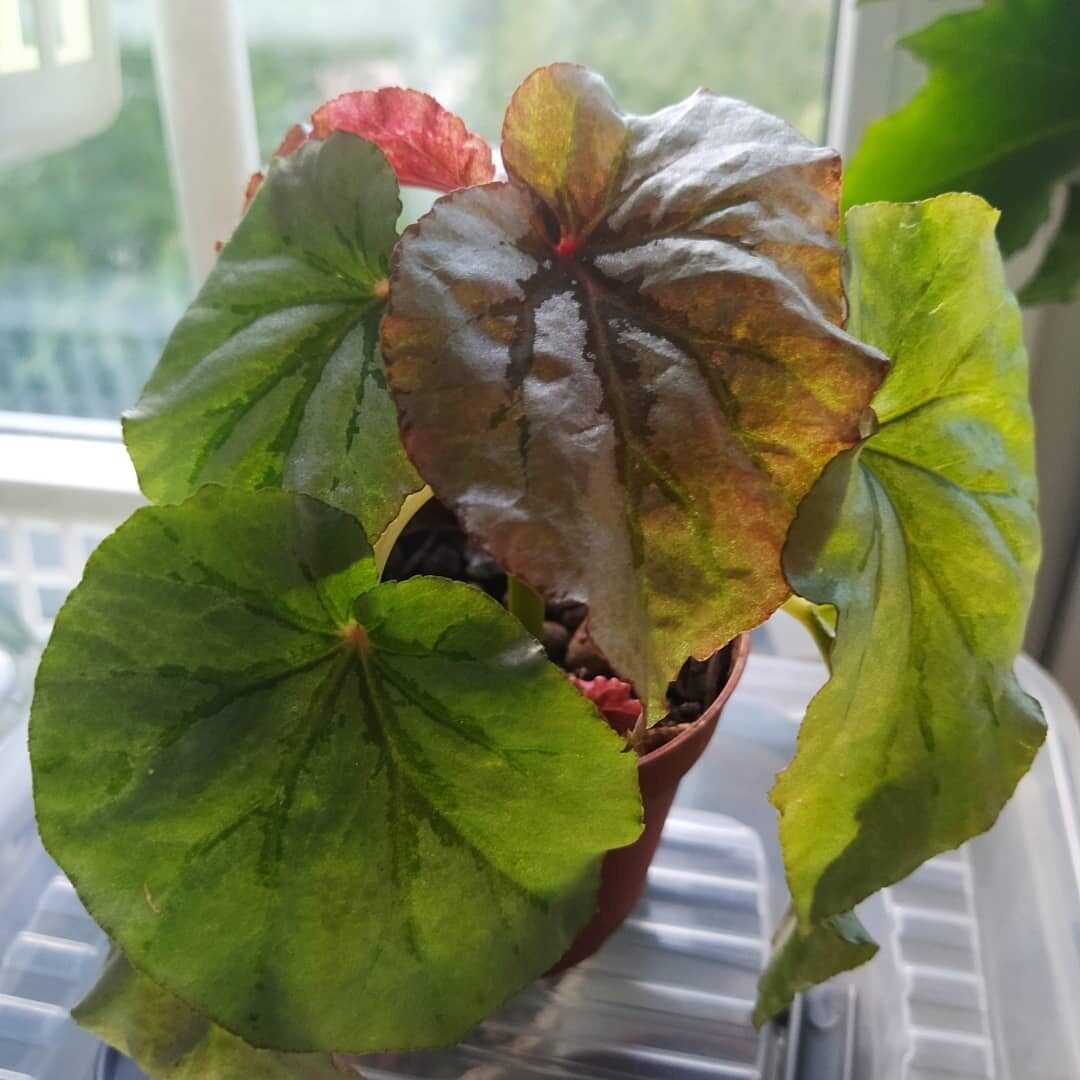 Бегония Лукинг Гласс