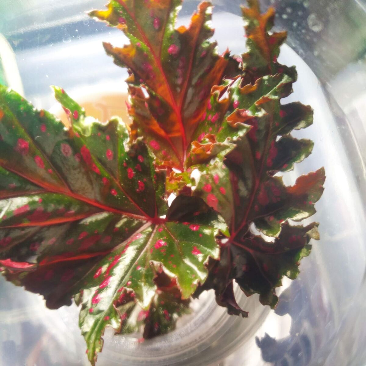 Бегония Сератипеталла