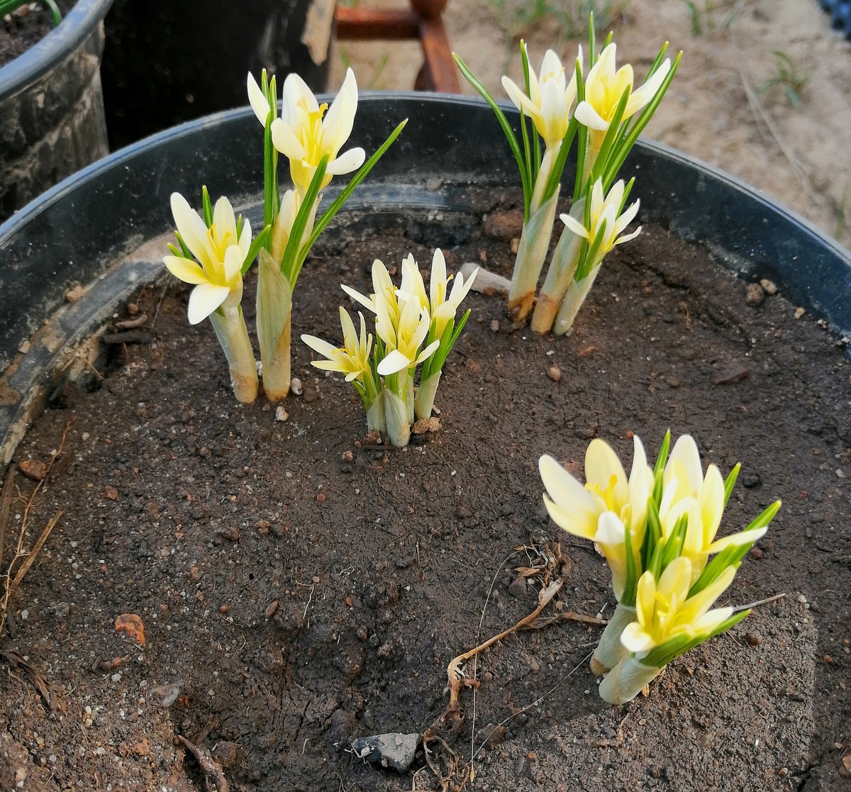 На рекламной картинке, естественно, всё было намного привлекательнее, но это же самые первые луковичные даже не той весной, а вообще в жизни сада, так что я рада была и им. 