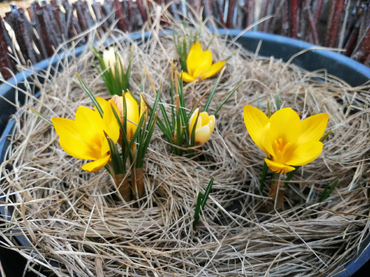 Вылез ещё один сорт, которого не было в прошлом году – жёлтый с коричневыми полосками. 