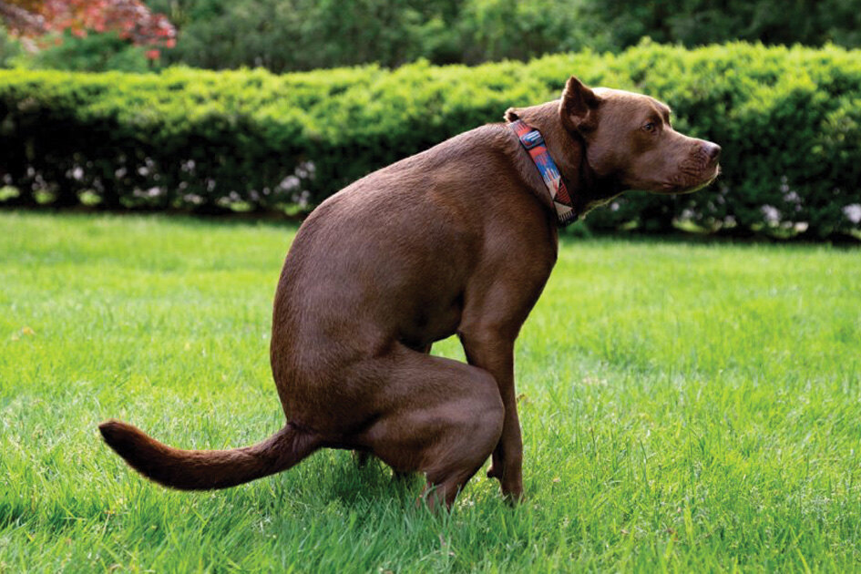     Почему собачьи какахи белеют на воздухе: вы с детства хотели это знать, но стеснялись спросить
