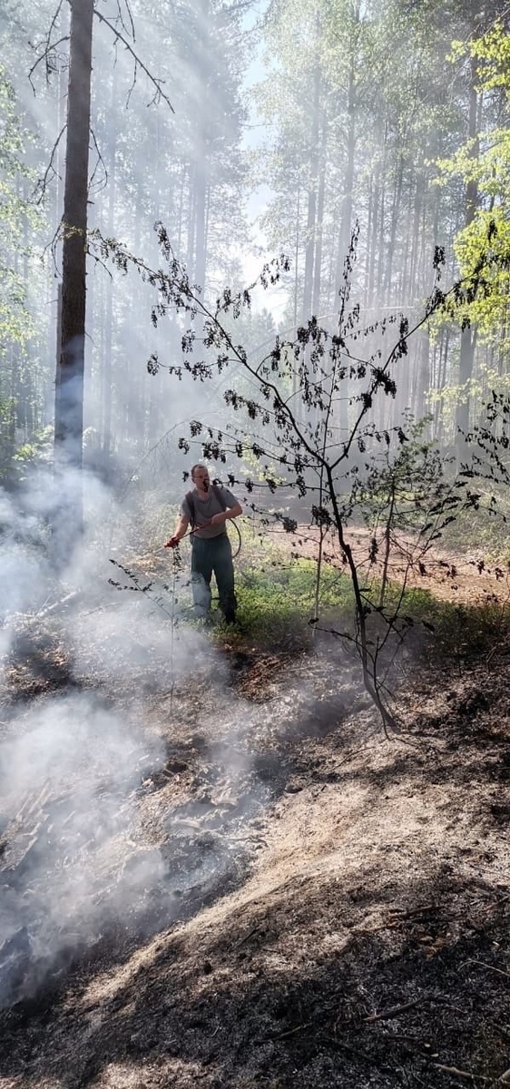    Фото взято из группы "Минприроды Карелии" в соцсети "ВКонтакте"