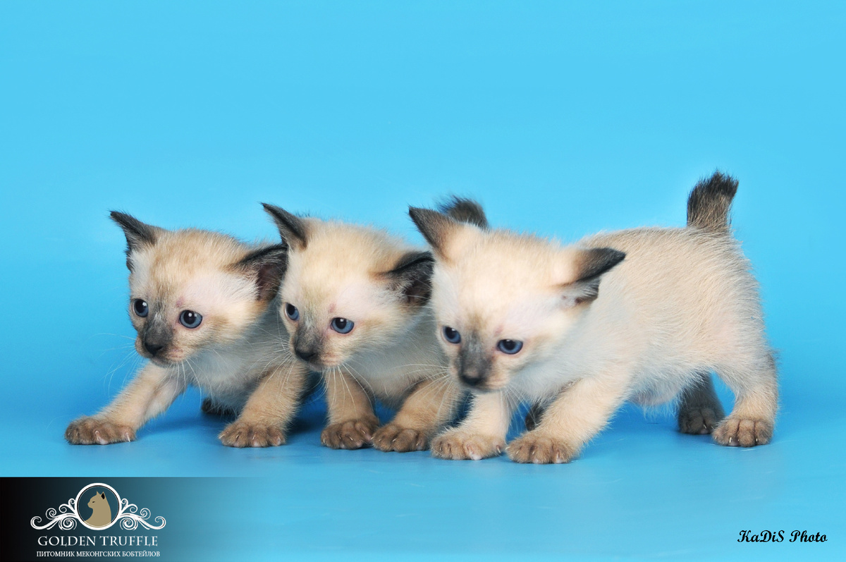 Котята меонгского бобтейла-красота и грация.
