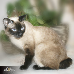 У меконгских бобтейлов уникальные хвосты. Каждый короткий хвост имеет свои, только ему характерные загибы, изломы и петли (некорректности) с обязательной некорректностью у основания. Не все из них можно увидеть под шерстью. Зато возможно почувствовать, ощупав хвост. Так что хвост меконг-бобтейла - это его «паспорт».