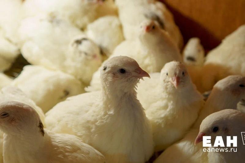    ЕАН. Архивное фото