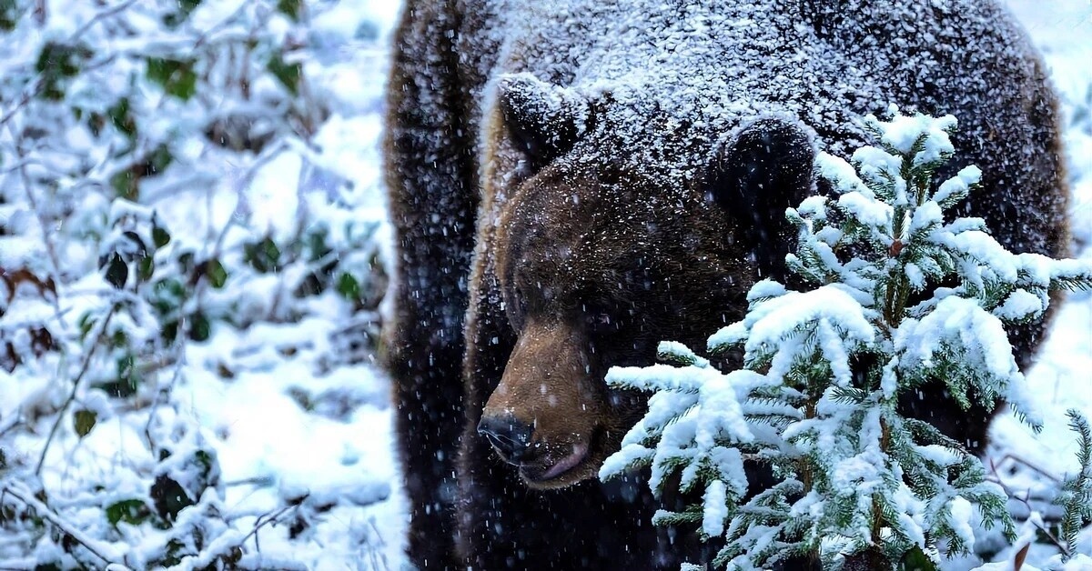 Фото из Яндекса