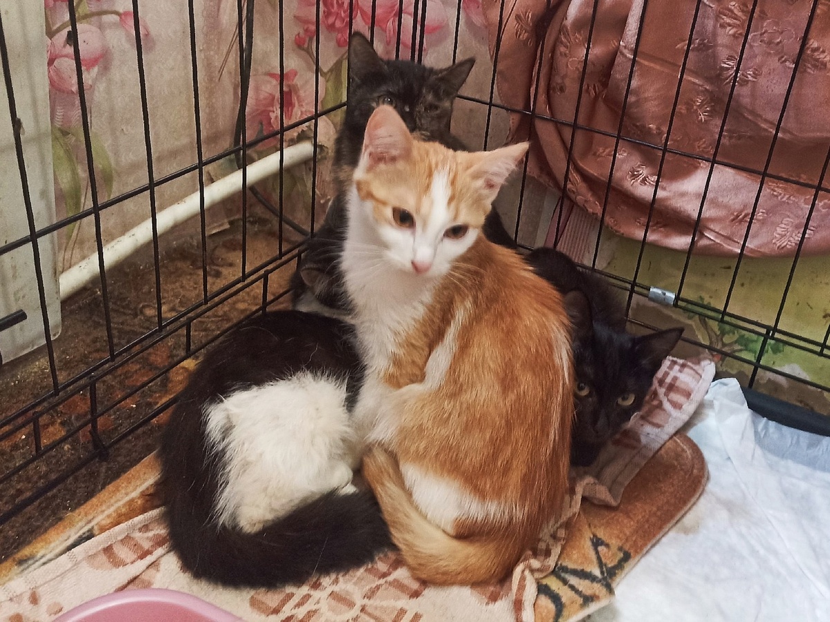 Котят отлавливали долго. Хорошо, что смогли забрать с улицы всех