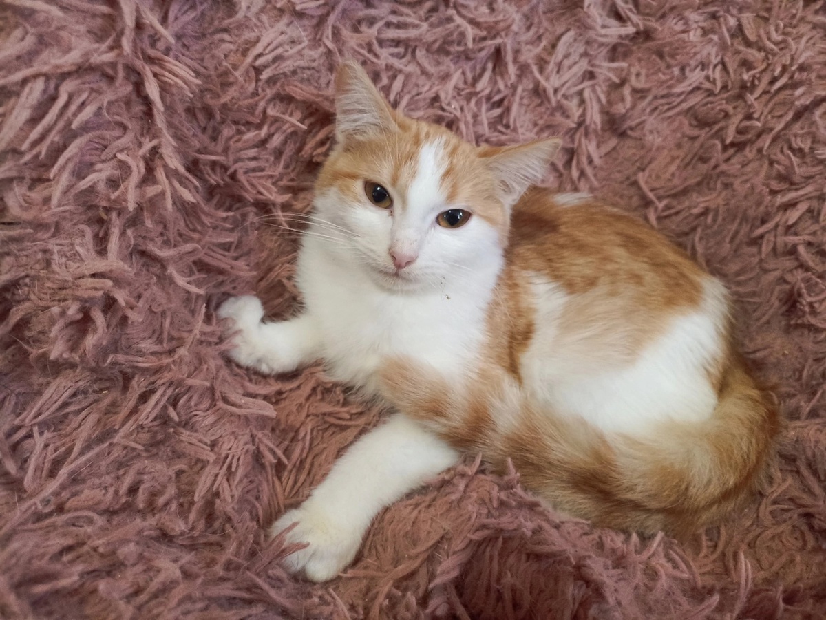 Раз- котёнок самый смелый