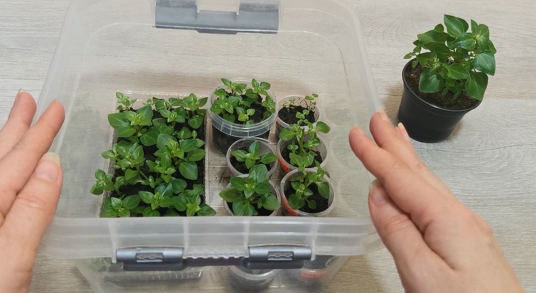 Черенки в контейнере, а рядом тот экземпляр, с которого брали черенки.