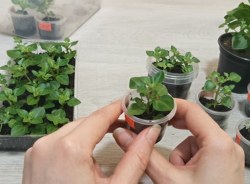 Целый черенок и черенок с обрезаной верхушкой.