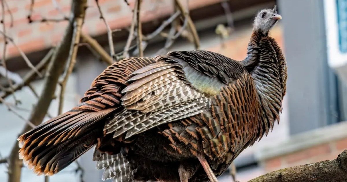 Источник: nypost.com