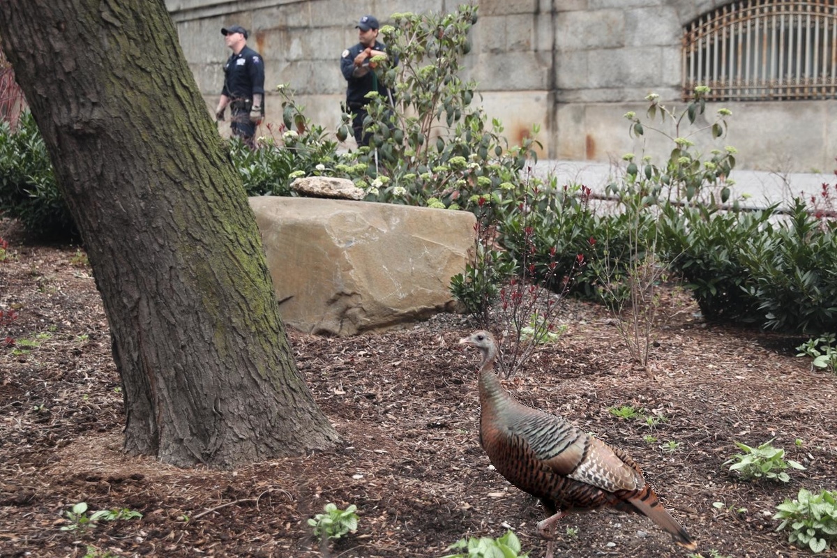 Источник: nypost.com