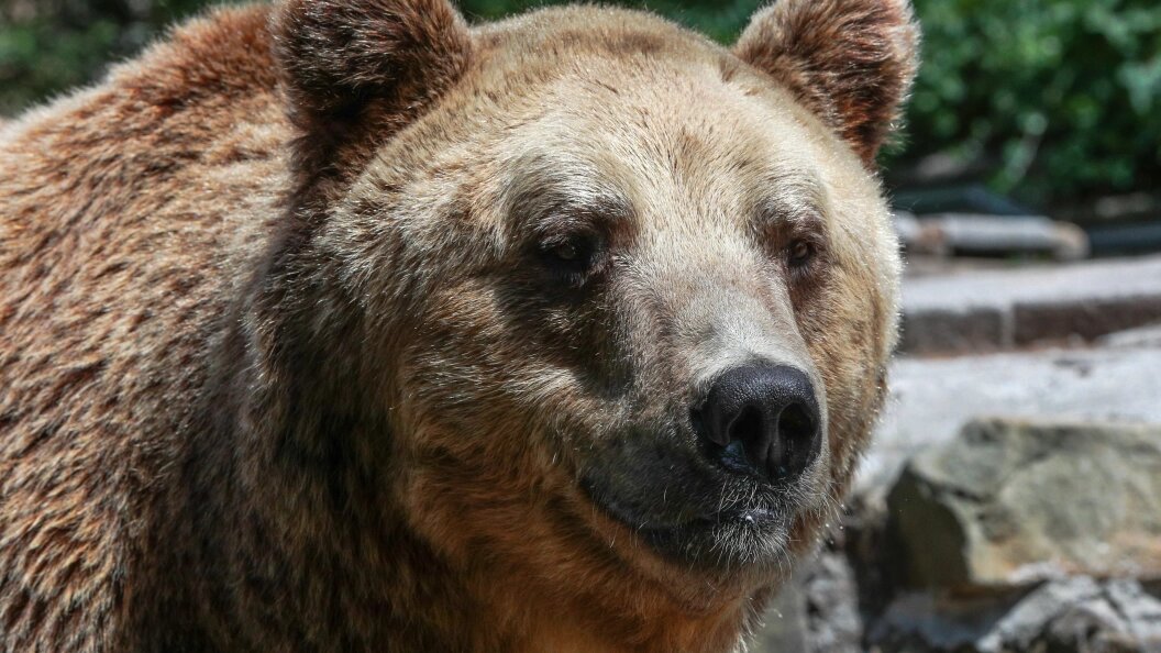    Фото: Bulkin Sergey/Globallookpress