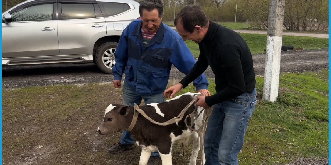 Скупаем телят по всему району, покой нам только снится, деревенская жизнь в Курской деревне