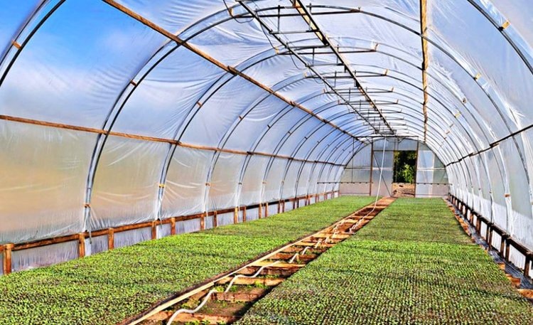    Овощной бизнес семейной пары из Чувашии процветает благодаря Агростартапу