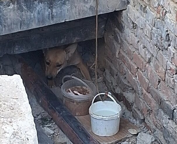    Пёс упал в яму ещё щенком и теперь боится каждого шороха. Фото: сообщество ВК «Гектор»-команда зооволонтёров Брянск