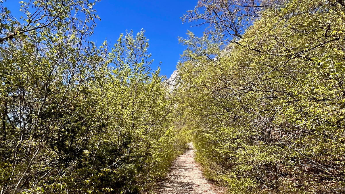 Дорога сквозь весенний Крымский лес