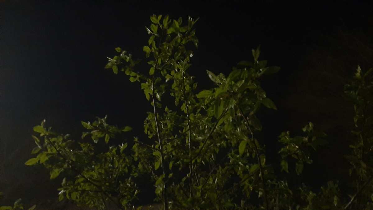 Листья! Вот все утром обалдеют