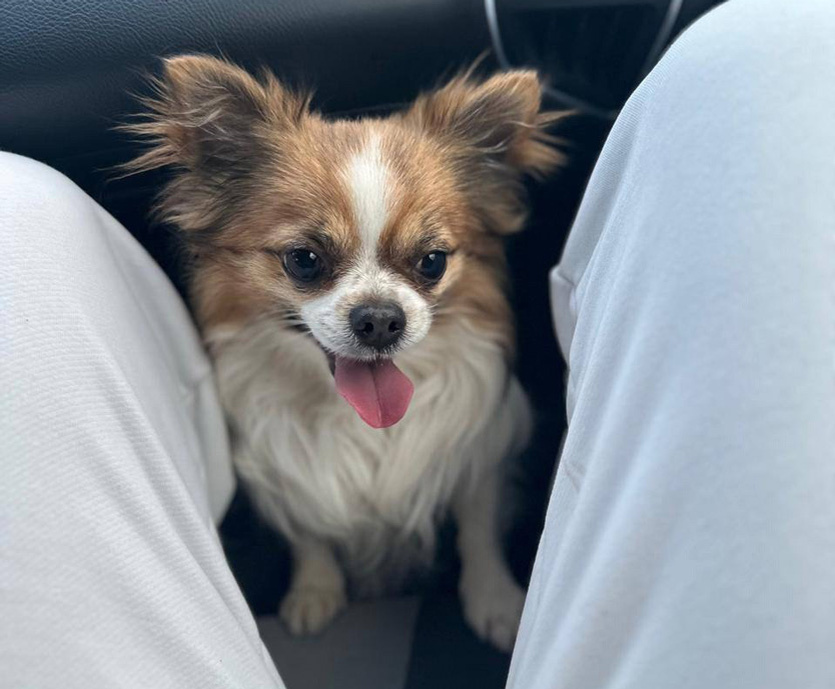 Чихуахуа Тамерлан (Тимик)