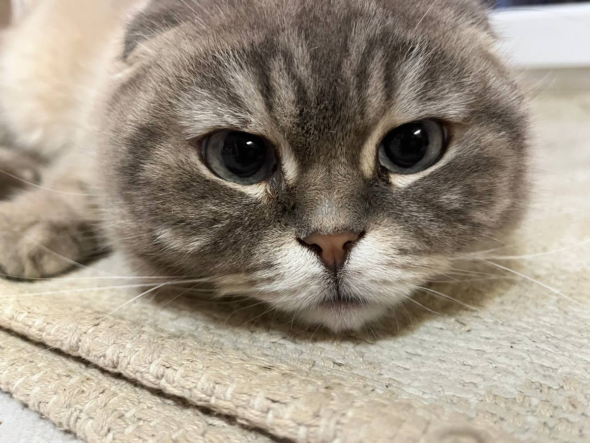 Кевин Фадееев