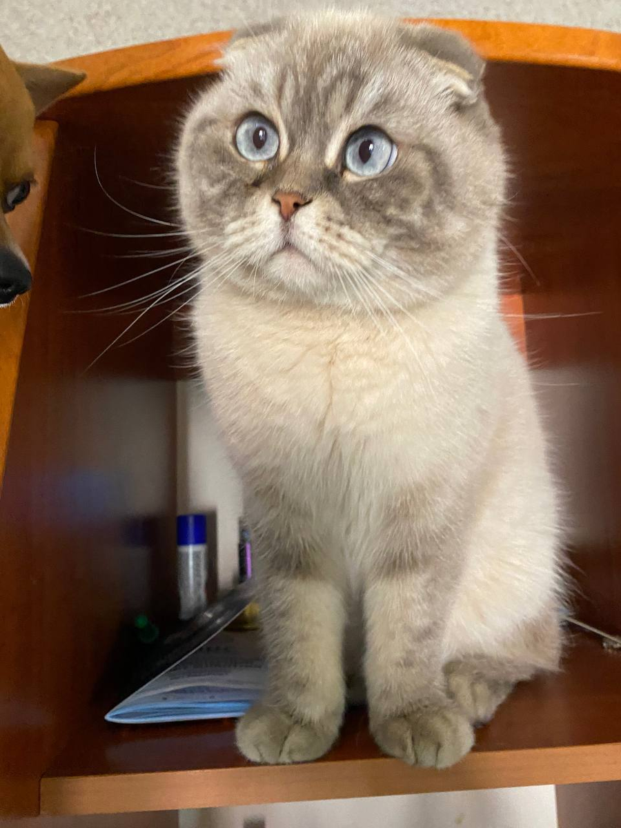 Котоблогер Кубани