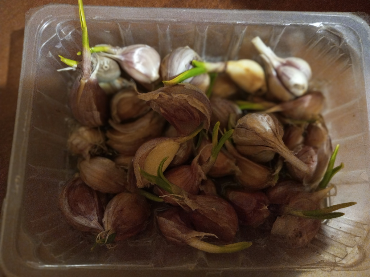 Я его вчера замочила и пойду посажу. Немаленько ещё и осталось, как раз до нового урожая хватит.