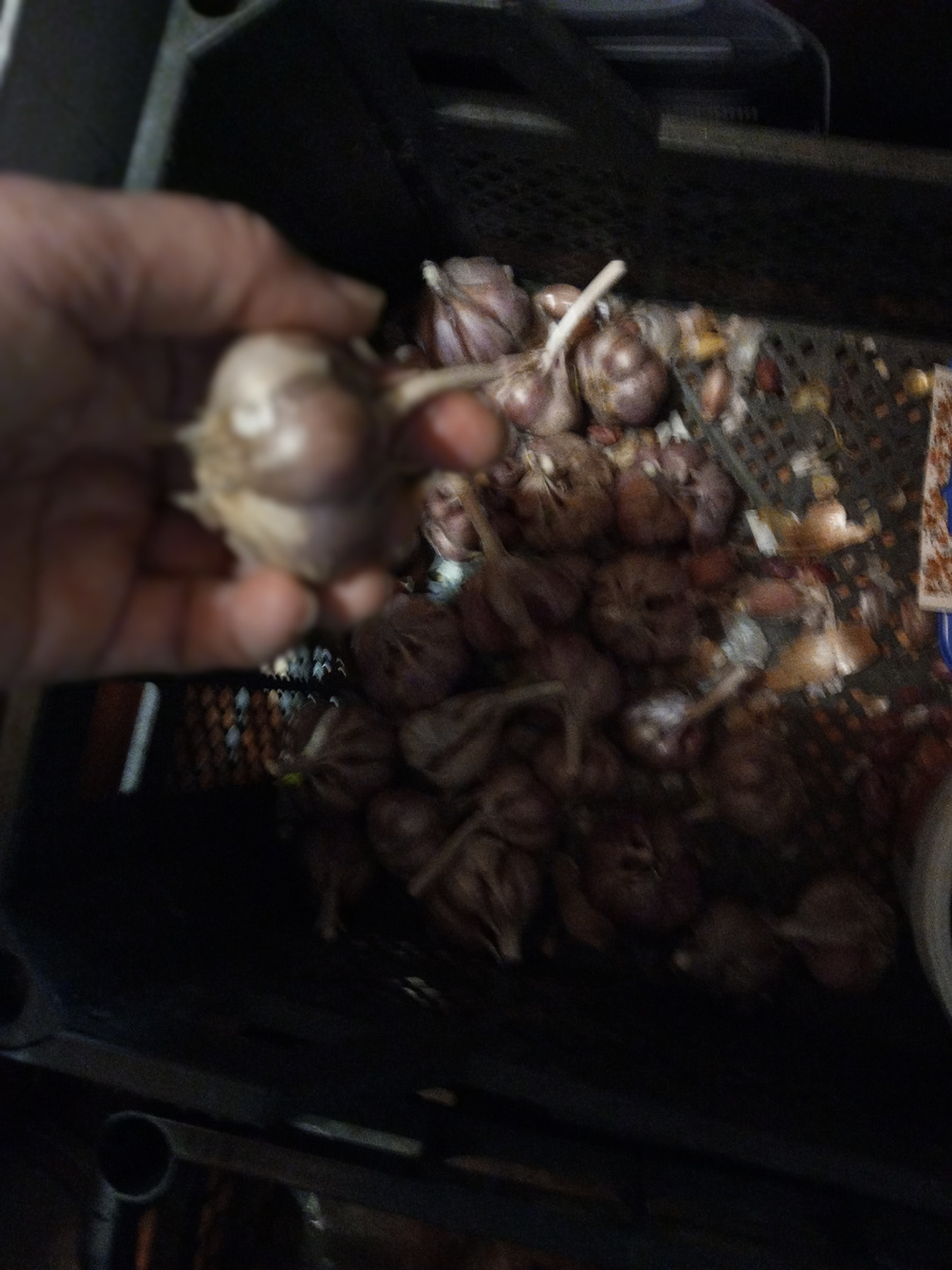 На грядке чеснок уже взошёл, который сажала осенью.