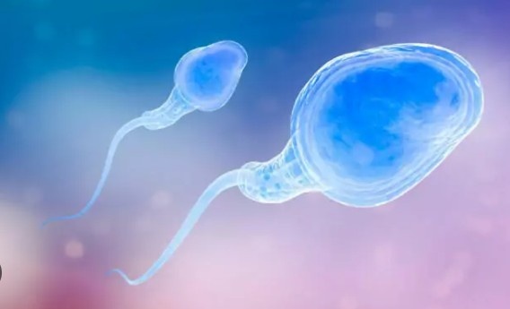 Структура сперматозоида