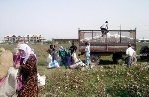 На хлопковом поле в Таджикистане. Фото с сайта "Азии-плюс"