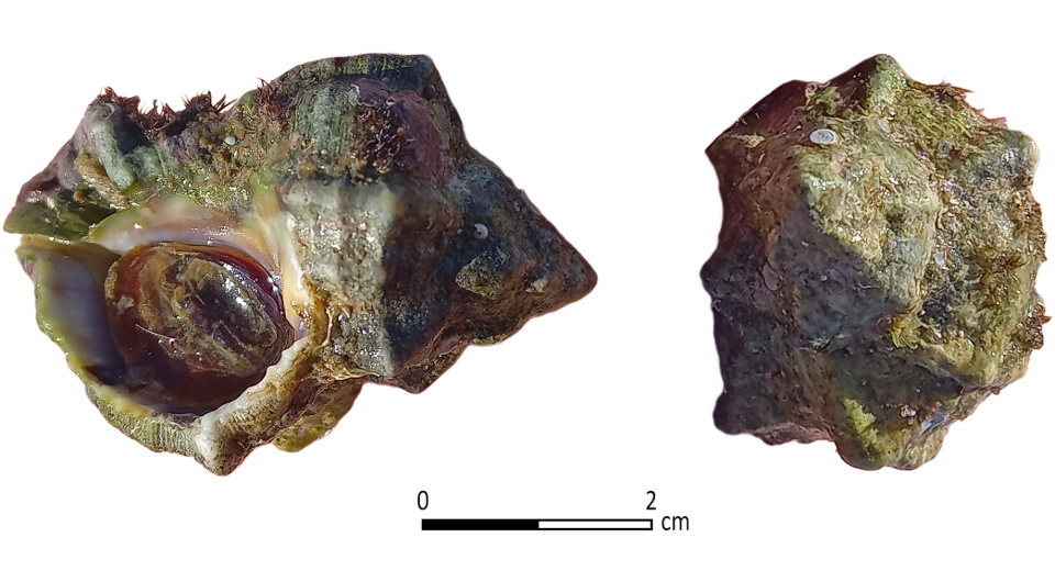   Ayelet Gilboa; Golan Shalvi et al. / PLoS ONE, 2025