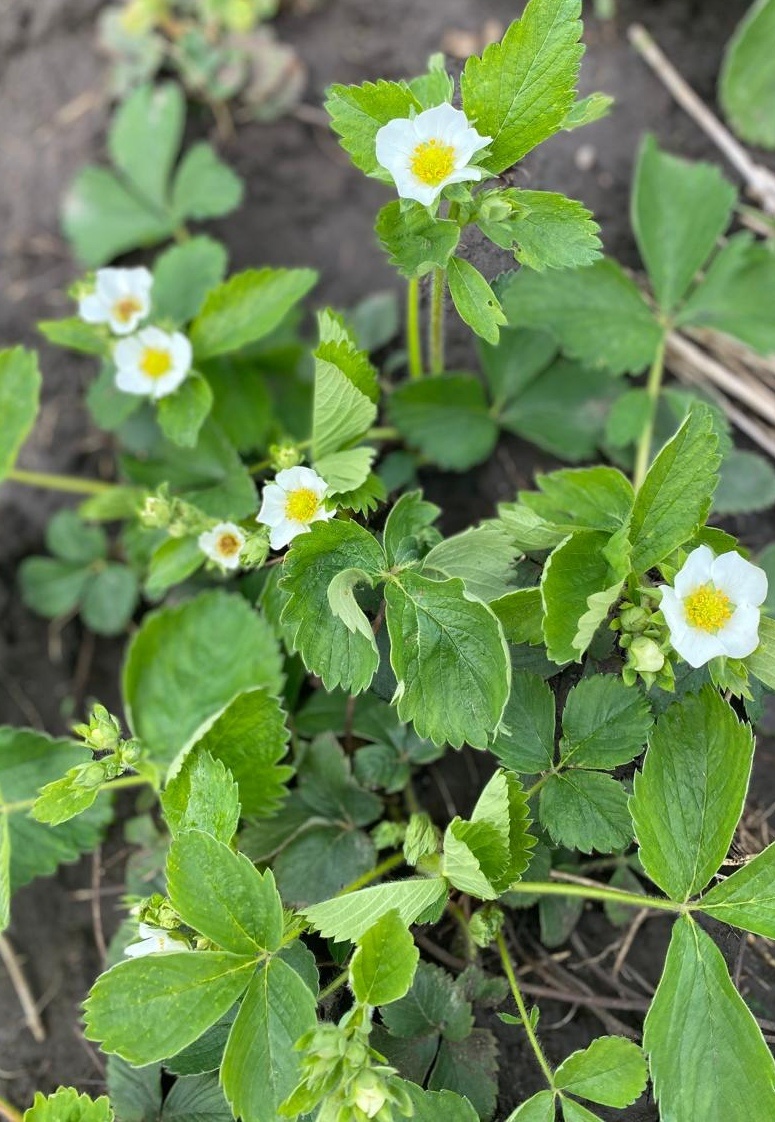 Цветы клубники