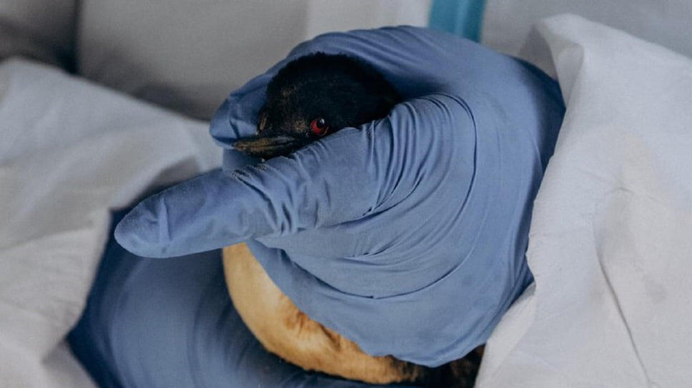 Фото: Оперативный штаб Краснодарского края