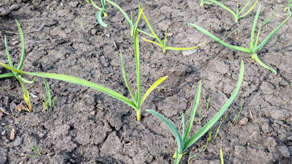 Фото автора_чеснок весной